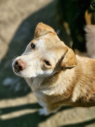 Jaro, ein kleiner schüchterner Kerl sucht liebe Adoptanten