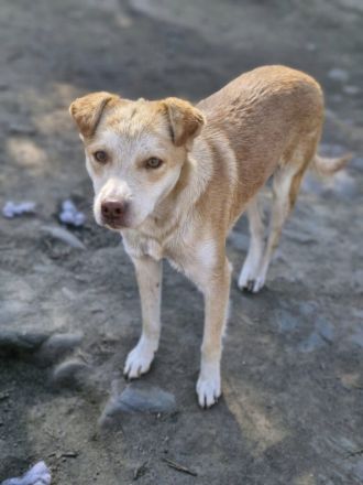 Jaro, ein kleiner schüchterner Kerl sucht liebe Adoptanten