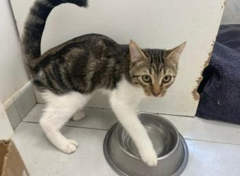 Hayden, Harvey und Haustin, Geschwister mit kleinem Handicap