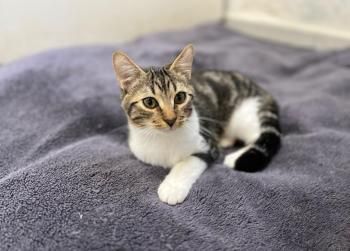 Hayden, Harvey und Haustin, Geschwister mit kleinem Handicap