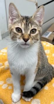 Hayden, Harvey und Haustin, Geschwister mit kleinem Handicap