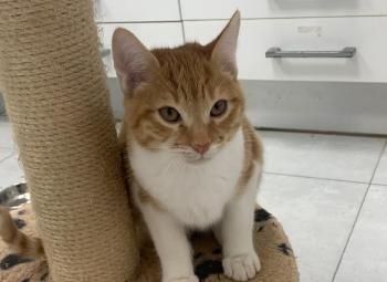 Hayden, Harvey und Haustin, Geschwister mit kleinem Handicap