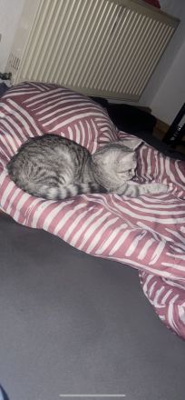 Babykatze „Nala“