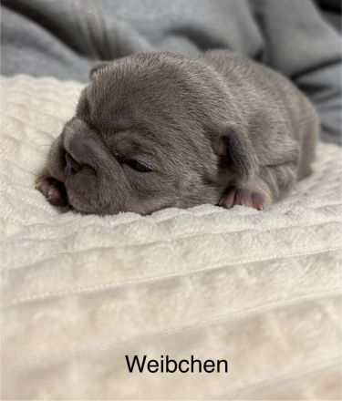 Französische Bulldogge Welpen