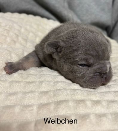 Französische Bulldogge Welpen