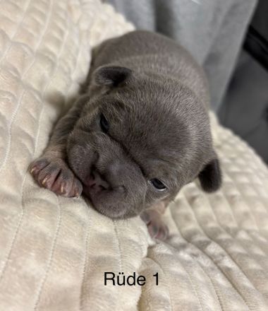 Französische Bulldogge Welpen