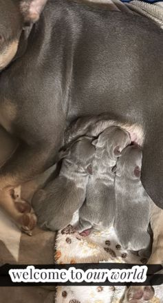 Französische Bulldogge Welpen
