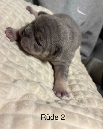 Französische Bulldogge Welpen