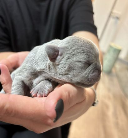 Französische Bulldogge Welpen