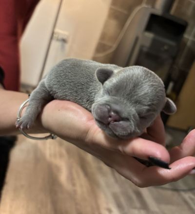 Französische Bulldogge Welpen