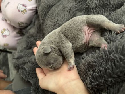 Französische Bulldogge Welpen