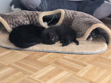 Katzen Babys suchen ein Zu Hause