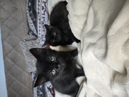 Katzen Babys suchen ein Zu Hause