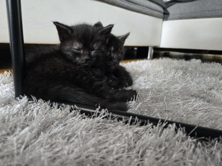 Katzen Babys suchen ein Zu Hause