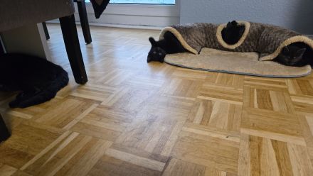 Katzen Babys suchen ein Zu Hause