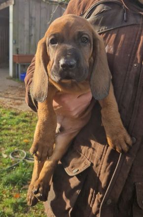 Hannoverscher Schweißhund Welpen