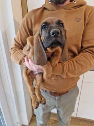 Hannoverscher Schweißhund Welpen