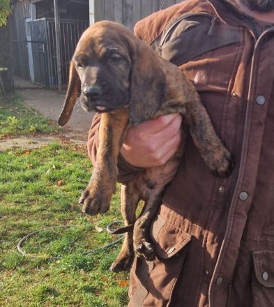 Hannoverscher Schweißhund Welpen