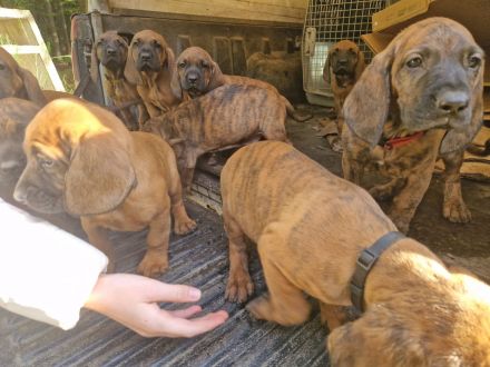 Hannoverscher Schweißhund Welpen