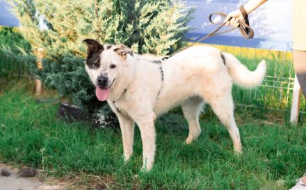 Verspielter Junghund Padawan sucht ein Zuhause