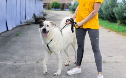 Verspielter Junghund Padawan sucht ein Zuhause