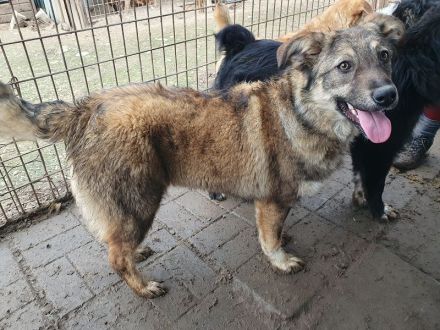 ALISON,  2  ca. 1 Jährige, bezaubernde Jung-Hündinnen, werden ca.mittelgroß