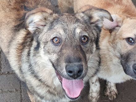 ALISON,  2  ca. 1 Jährige, bezaubernde Jung-Hündinnen, werden ca.mittelgroß