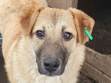 ALISON,  2  ca. 1 Jährige, bezaubernde Jung-Hündinnen, werden ca.mittelgroß