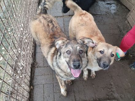 ALISON,  2  ca. 1 Jährige, bezaubernde Jung-Hündinnen, werden ca.mittelgroß