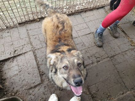 ALISON,  2  ca. 1 Jährige, bezaubernde Jung-Hündinnen, werden ca.mittelgroß