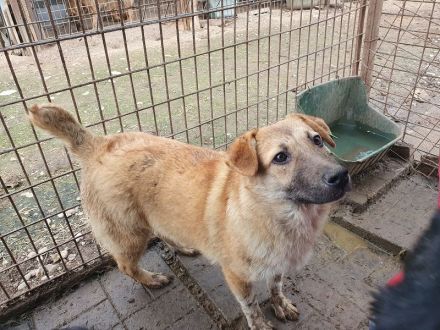 ALISON,  2  ca. 1 Jährige, bezaubernde Jung-Hündinnen, werden ca.mittelgroß