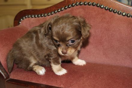 Chihuahua Langhaar Welpe sucht ein neues Zuhause