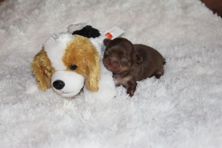 Chihuahua Langhaar Welpe sucht ein neues Zuhause