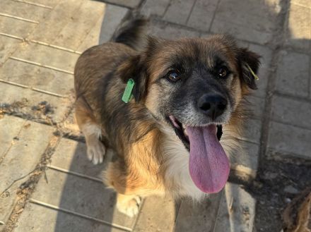 ENNIO  ca.2-jähriger, kleiner,zuckersüßer Rüde, ca. 30 cm, neugieriger, freundlicher, aktiver Rüde