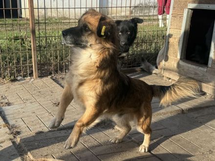 ENNIO  ca.2-jähriger, kleiner,zuckersüßer Rüde, ca. 30 cm, neugieriger, freundlicher, aktiver Rüde