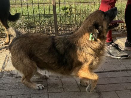 ENNIO  ca.2-jähriger, kleiner,zuckersüßer Rüde, ca. 30 cm, neugieriger, freundlicher, aktiver Rüde