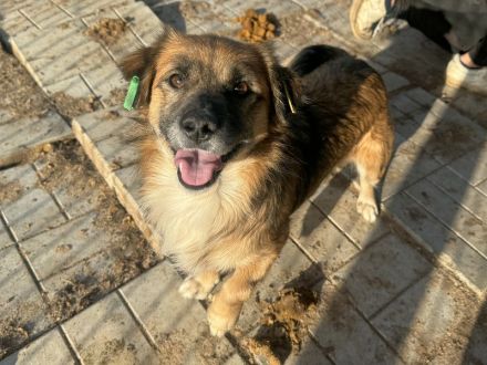 ENNIO  ca.2-jähriger, kleiner,zuckersüßer Rüde, ca. 30 cm, neugieriger, freundlicher, aktiver Rüde