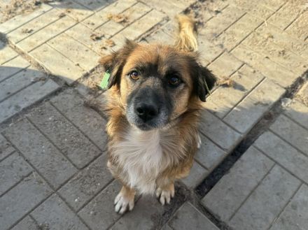 ENNIO  ca.2-jähriger, kleiner,zuckersüßer Rüde, ca. 30 cm, neugieriger, freundlicher, aktiver Rüde