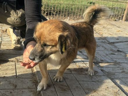 ENNIO  ca.2-jähriger, kleiner,zuckersüßer Rüde, ca. 30 cm, neugieriger, freundlicher, aktiver Rüde