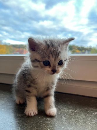 Katzen Babys zu verkaufen