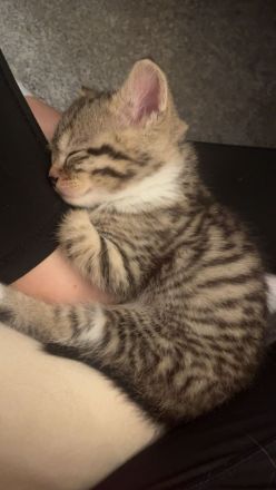 Katzen Babys zu verkaufen