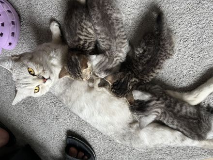 Katzen Babys zu verkaufen