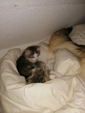 Zucker Süße KatzenBabys