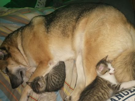 Zucker Süße KatzenBabys