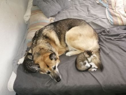 Zucker Süße KatzenBabys