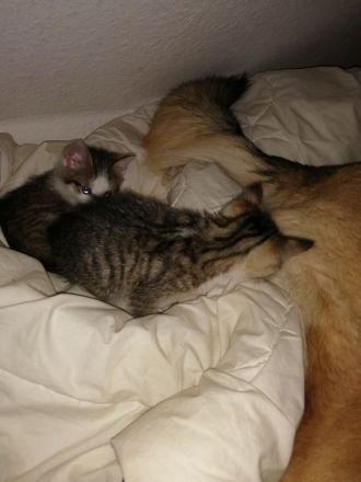 Zucker Süße KatzenBabys