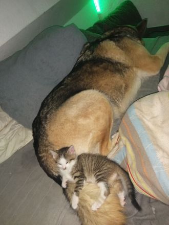 Zucker Süße KatzenBabys