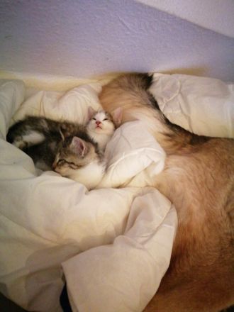 Zucker Süße KatzenBabys