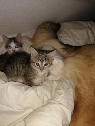 Zucker Süße KatzenBabys