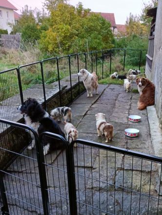Australian Shepherd Welpen mit blauen Augen